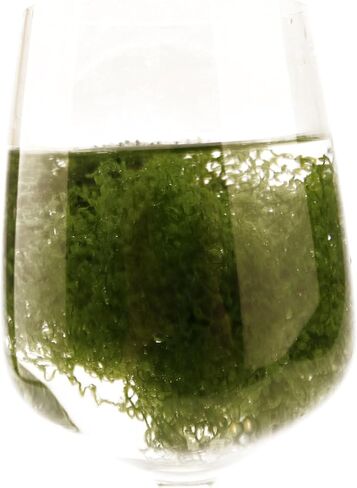 Dark Green Green Moss for Crafts， Artificial Moss, Decorative Moss for Glass Vase Filler. Wedding/Christmas/Fairy Party/Indoor Planters/DIY Rainforest Model/Table Centerpieces .(2.1OZ) in Saudi Arabia