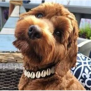 Seashell Dog Collar Pet Necklace Designer Dog Collar Luxury Dog neckclace Fun Dog Stuff Beach essintals for Dogs Nautical Dog Designer Dog Collar Pet Jewlery Unique Dog Collar Costal Dog Collars