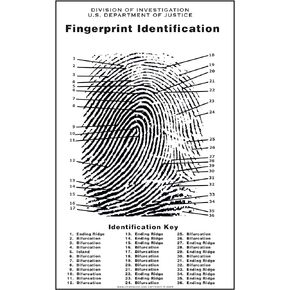 Crime Scene Fingerprint Chart, Poster Size 24" by 36"