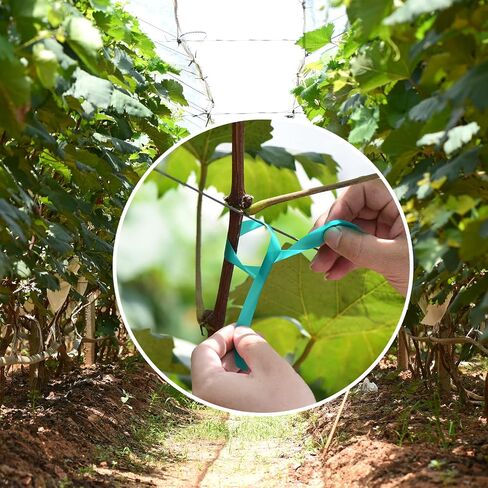Stretch Tie Tape, 1" Wide 200FT Reusable Garden Plant Ties Green Tapes for Plants, Thick Garden Vinyl Stake Ribbon for Branches Flowers Tomatoes Indoor Outdoor Greenhouse in Kuwait
