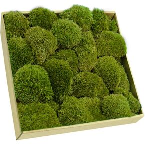 TCYPUHL 1 sq.ft, Green Pillow Moss Bulk Cushion Moss Preserved Pillow Bun Moss Preserved Moss Wall Art Natural Moss Decorative