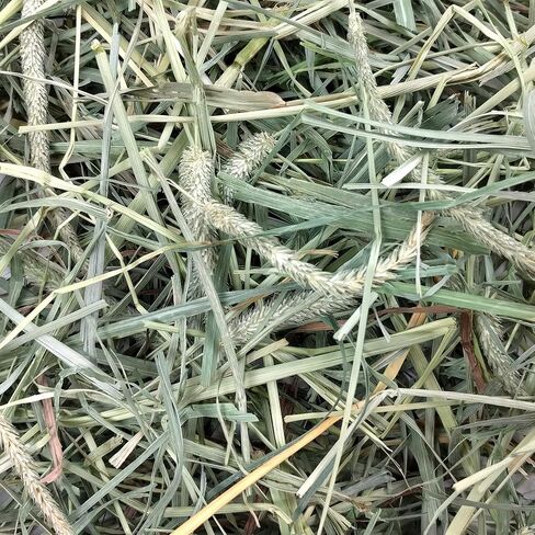 Oxbow Animal Health Hay Blends - تيموثي الغربي والبستان - 15 أوقية in Saudi Arabia