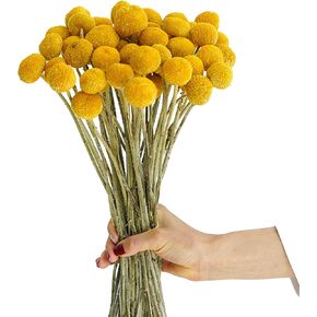 20 Stems Natural Dried Flower - Craspedia/Billy Balls 16’’ Yellow Flowers Arrangements Bouquet for Farmhouse Wedding Home Vase Party DIY Decor