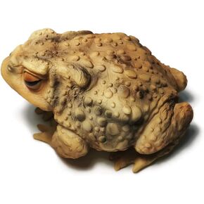 Sunthus Frog Toad Sculptures Garden Statues Yard Art Resin Decorations Outdoor Garden Decor