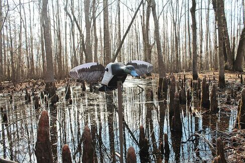 MOJO Elite Series Mini Mallard Spinning Wing Flexible Duck Decoy for Duck Hunting with Smoother, Quieter, Faster, and More User Friendly Decoy, Includes A Solid Component Housing, Hen in Saudi Arabia
