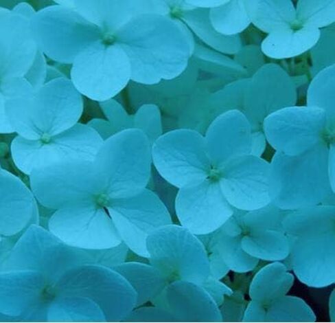 Design Master Absorbit Stem Dye for Fresh Cut Flowers Matte Finish Systemic (Perfect Pink) in Saudi Arabia