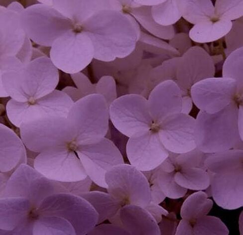 Design Master Absorbit Stem Dye for Fresh Cut Flowers Matte Finish Systemic (Perfect Pink) in Saudi Arabia