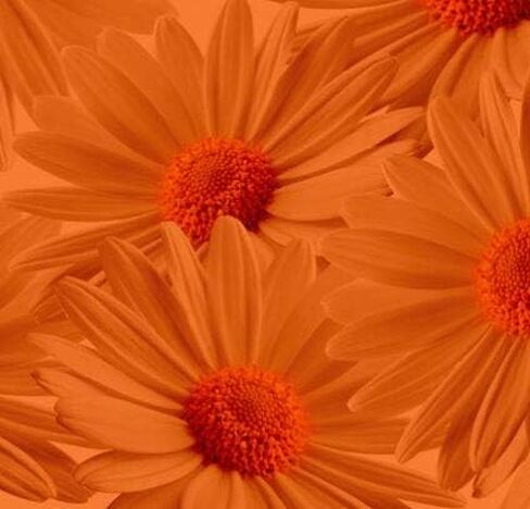 Design Master Absorbit Stem Dye for Fresh Cut Flowers Matte Finish Systemic (Perfect Pink) in Saudi Arabia