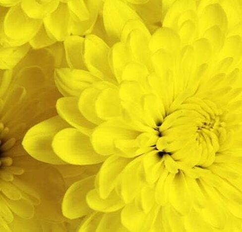 Design Master Absorbit Stem Dye for Fresh Cut Flowers Matte Finish Systemic (Perfect Pink) in Saudi Arabia