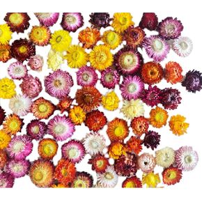 80Pcs Real Natural Dried Daisy Flowers Heads Bulk Gerbera Daisies Real Sunflowers Chrysanthemum Dry Flower Arrangements for Wedding Decor Home Party Decoration and DIY Craft (Multi Colors)