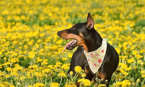 Lionet Paws Dog Bandana for Small Medium Large Dogs, Cat Dog Kerchief Dog Triangle Bibs Scarf for Girl or Boy in Saudi Arabia