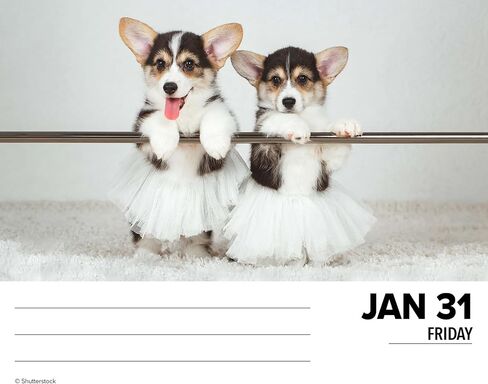 Willow Creek Press Corgis Daily 2025 Box/Desk Calendar (5.86" x 4.72") in Saudi Arabia