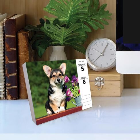Willow Creek Press Corgis Daily 2025 Box/Desk Calendar (5.86" x 4.72") in Saudi Arabia
