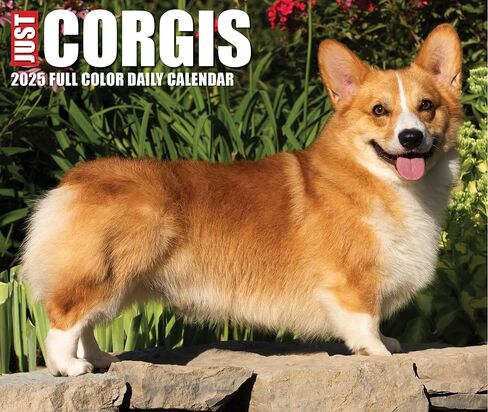 Willow Creek Press Corgis Daily 2025 Box/Desk Calendar (5.86" x 4.72") in Saudi Arabia