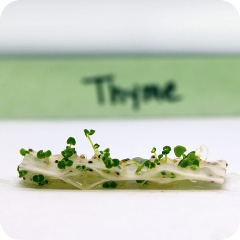 GiardiNotes - مجموعة من 5 بطاقات بذور أنيقة قابلة للزراعة مع بذور الخضروات والأعشاب في ظرف من القنب، ورق حرفي صديق للبيئة للهدايا وحفلات الزفاف والاحتفالات in Saudi Arabia