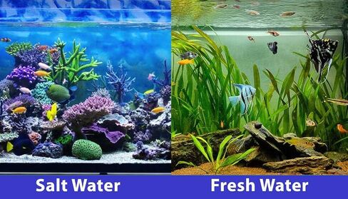 SICCE Nano Micron Small Internal Aquarium Filter 53 GPH Submersible | in-Tank Freshwater Saltwater Turtle Aquariums Application with Removable Filter Cartridges | Filter Media Included in Kuwait