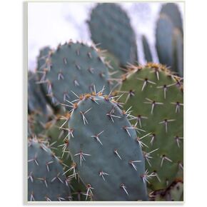 Stupell Industries Prickly Cactus Thorns Close Up Photography Desert Vegetation, Design by Jeff Poe Photography