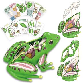 4D Vision Frog Anatomy Model, 23 Part Puzzle of Frog and 11 Knowledge Flash Cards, Detachable Frog Organs and Body Parts Model, Educational Medical Clinic Teaching Equipment, STEM Toy Gift for Kids