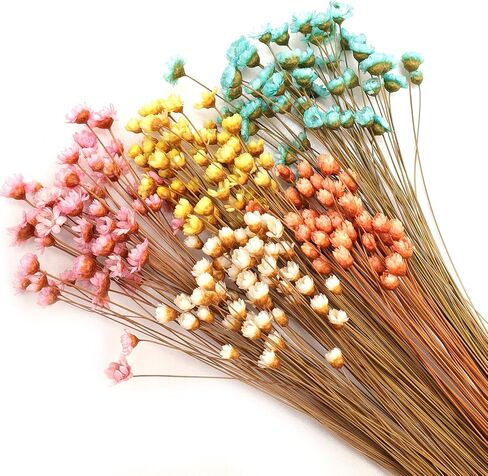 250 Stems Dried Flowers Dry Flowers Decorative Chamomile Bouquet Dried Flowers for Home Decorations Wedding Floral Arrangements in Saudi Arabia