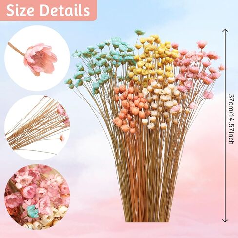 250 Stems Dried Flowers Dry Flowers Decorative Chamomile Bouquet Dried Flowers for Home Decorations Wedding Floral Arrangements in Saudi Arabia