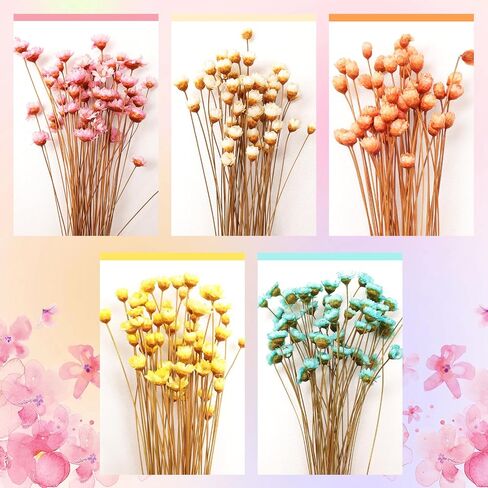 250 Stems Dried Flowers Dry Flowers Decorative Chamomile Bouquet Dried Flowers for Home Decorations Wedding Floral Arrangements in Saudi Arabia