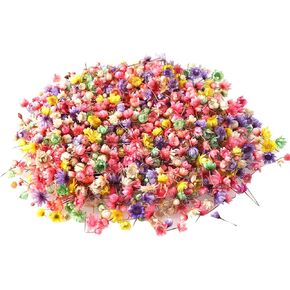 200 Pcs Small Dried Flowers Mini Colorful Dried Flowers Real Natural Tiny Pressed Flowers Dried Little Star Flowers for Crafts Resin Mixed Dark Color