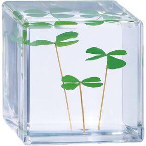 Good Luck Charms Real 4 Leaf Clover 4cm Cube Paperweight, St. Saint Patric's Day Decor Irish Shamrock Good Luck Gift