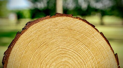 Rustic Wood Slices Set of (14) 9-10 inch Wood Slices! Wood Slices for centerpieces, Natural Wood Slices, Large Wood Slices (14) in Saudi Arabia