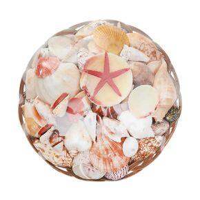 Beachcombers Shellpack with Flat Sea Star, 12-inch Diameter, Beige, B24485