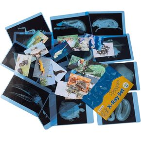 20 Pieces Animal X-Ray Set - Guess Who I Am ? - Educational Science Kit for Kids: Explore The Fascinating World of Animal Skeletons