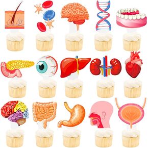 48Pcs Human Anatomy Party Cupcake Toppers Human Anatomy Body Part Birthday Party Decoration Human Anatomy Theme Cupckae Toppers for Doctor Nurse Birthday Party Baby Shower Supplies