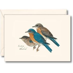 Earth Sky + Water - Eastern Bluebird Assortment Notecard Set - 8 Blank Cards with Envelopes
