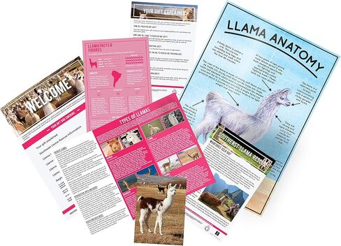 هدية ريبابلك لاما تبنيها - علبة تبني الحيوانات الخيرية، متعددة الألوان، GR100051 in Kuwait