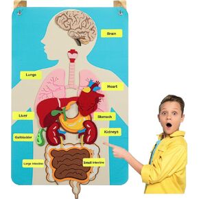 Hora de Lima Felt Human Organ Parts Teaching Board for Kids Felt Art Craft Kit Educational Storytelling Toy for School Gift for Kids