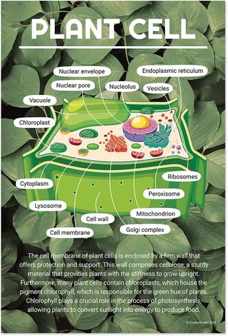 Quarterhouse Cells (Biology) Poster Set, Science Classroom Learning Materials for K-12 Students and Teachers, Set of 4, 12x18, Extra Durable in Kuwait