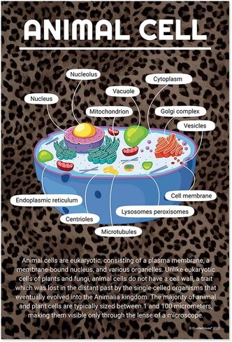 Quarterhouse Cells (Biology) Poster Set, Science Classroom Learning Materials for K-12 Students and Teachers, Set of 4, 12x18, Extra Durable in Kuwait