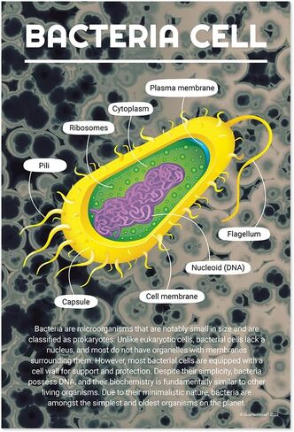Quarterhouse Cells (Biology) Poster Set, Science Classroom Learning Materials for K-12 Students and Teachers, Set of 4, 12x18, Extra Durable in Kuwait