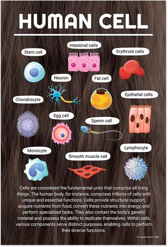 Quarterhouse Cells (Biology) Poster Set, Science Classroom Learning Materials for K-12 Students and Teachers, Set of 4, 12x18, Extra Durable in Kuwait