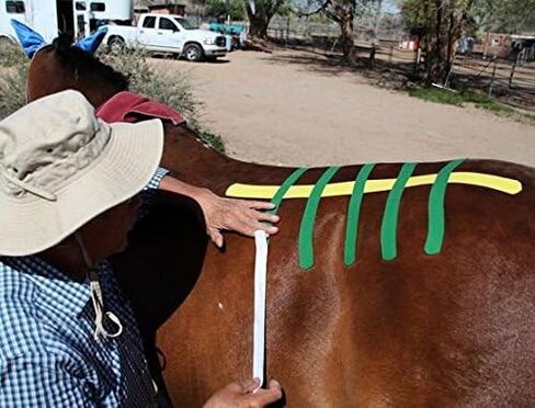 شريط Kinesio Equine - شريط حصان Tex Gold FP - شريط مصنوع خصيصًا للخيول - لفة 2 × 16 بوصة in Saudi Arabia