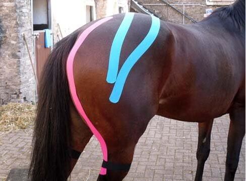 شريط Kinesio Equine - شريط حصان Tex Gold FP - شريط مصنوع خصيصًا للخيول - لفة 2 × 16 بوصة in Saudi Arabia