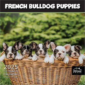 MICASA PRESS - Miniature Schnauzers 2025 Wall Calendar 12 Month | 12" x 24" Open | Thick & Sturdy Paper | Giftable | Calendar 2025