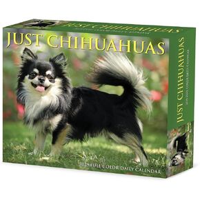 Willow Creek Press Chihuahuas Daily 2025 Box/Desk Calendar (5.86" x 4.72") in Saudi Arabia