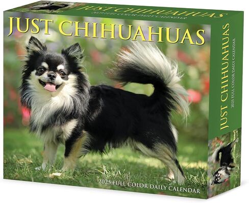 Willow Creek Press Chihuahuas Daily 2025 Box/Desk Calendar (5.86" x 4.72") in Saudi Arabia