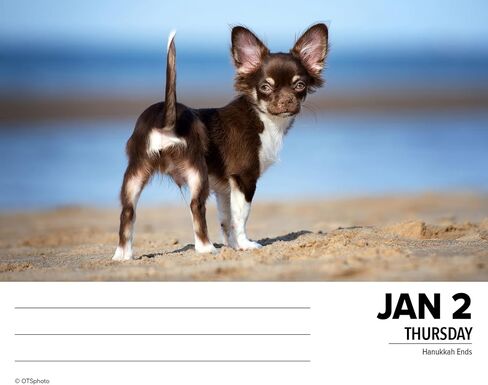Willow Creek Press Chihuahuas Daily 2025 Box/Desk Calendar (5.86" x 4.72") in Saudi Arabia