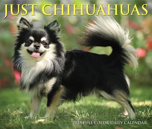 Willow Creek Press Chihuahuas Daily 2025 Box/Desk Calendar (5.86" x 4.72") in Saudi Arabia