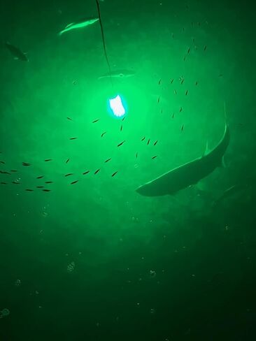 Green Blob Outdoors مصباح صيد جديد تحت الماء LED للأحواض 7500 أو 15000 لومن مع سلك طاقة 110 فولت تيار متردد 30 قدمًا أو 50 قدمًا، كرابي، سنوك، جاذب الأسماك، صنع في تكساس in Kuwait