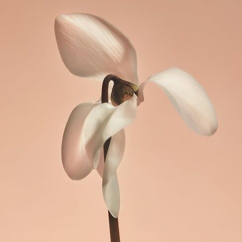 فلور - شمعة عطرية جميلة - ليست رائحة طفلك in Kuwait