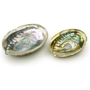 1Pc 4-4.5 Inch Colorful Large Abalone Shell Bowl Natural Smudge Bowl for Sage Burning and Incense Sea Shell Smudging Bowl for Decor and Display