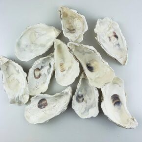 Heyiwell 10PC Large Oyster Shells for DIY Crafts, Arts and Home Decor 5"~6" Inch