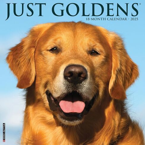 Willow Creek Press Goldens Monthly 2025 Wall Calendar (12" x 12") in Saudi Arabia